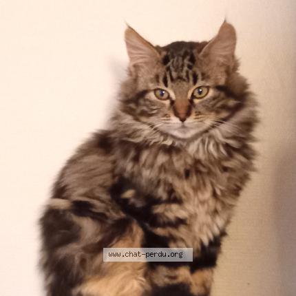 Photo 1/1 Trésor Chat perdu à Dammarie les lys