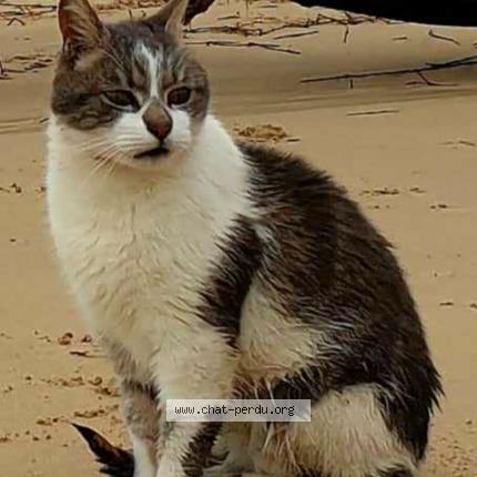 Photo de chat perdu à Trambly