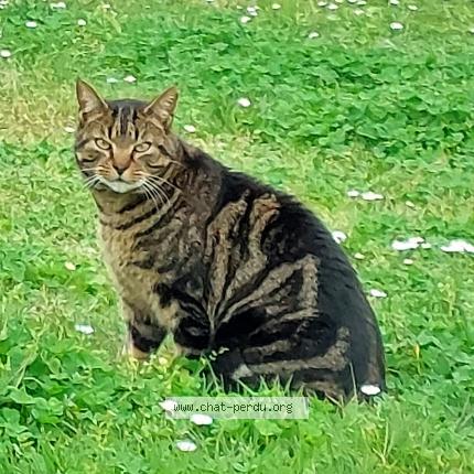 Photo de chat perdu à Saint Mathurin