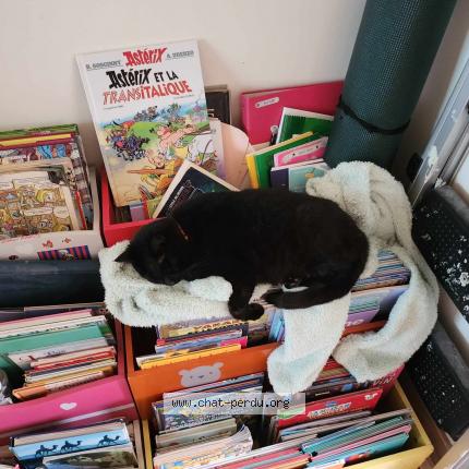 Photo 1/1 Chat retrouvé Perdu à Merignac