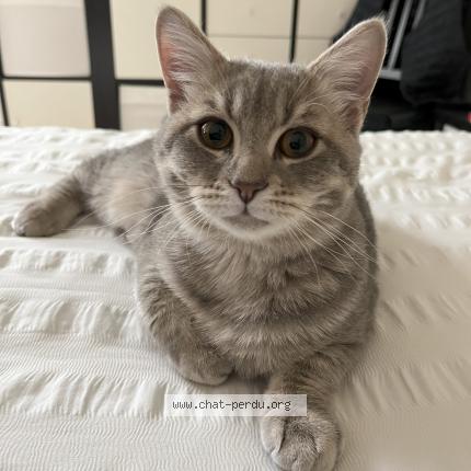 Photo 1/1 Chat retrouvé Perdu à Sainte Genevieve Des Bois