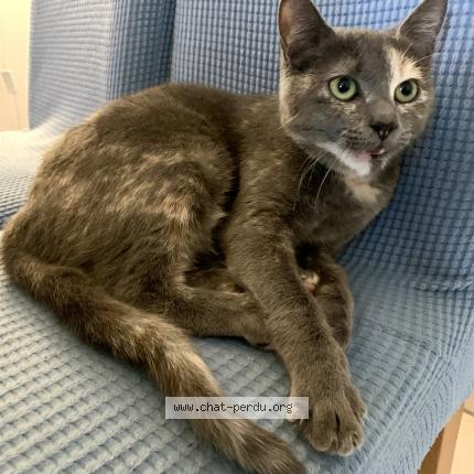 Photo de chat perdu à Castelnau Le Lez