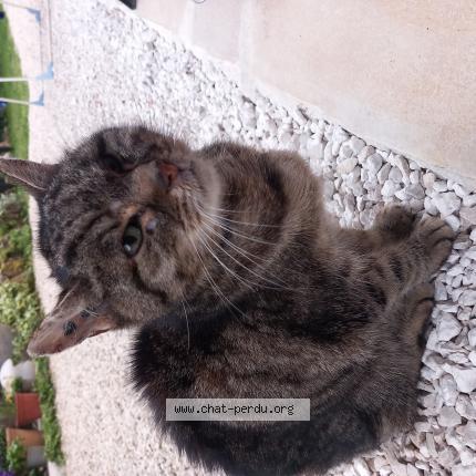 Photo 1/1 Chat retrouvé Trouvé à Auriac Sur Vendinelle