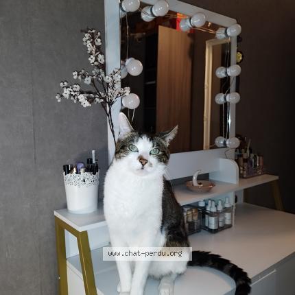 Photo 1/1 Chat retrouvé Perdu à Montigny Les Cormeilles