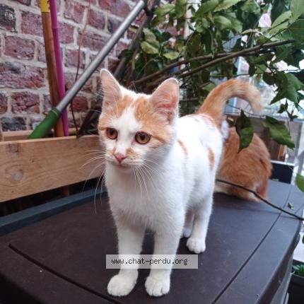 Photo de chat perdu à Tourcoing