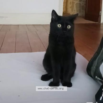 Photo 1/1 Chat retrouvé Perdu à Miramont De Guyenne