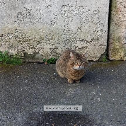 Photo 1/1 Chat retrouvé Perdu à Rouen
