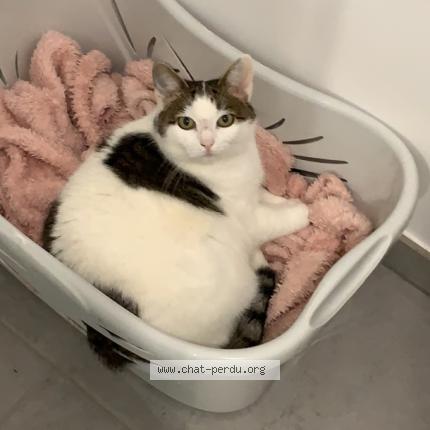 Photo de chat perdu à Wingles