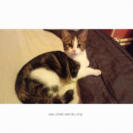 Photo de chat perdu à Vienne