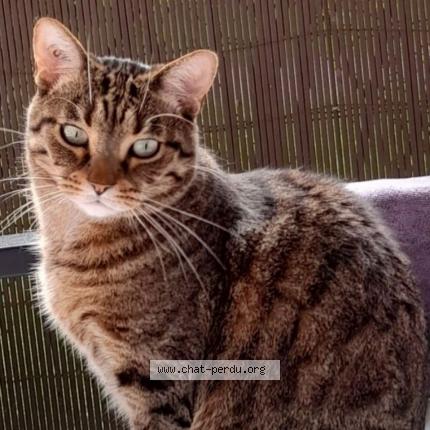 Photo 1/1 Yugi Chat perdu à Draveil