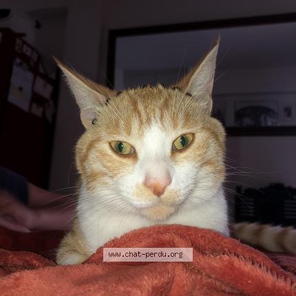 Photo de chat trouvé à St Nazaire