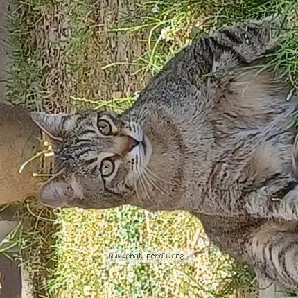 Photo de chat perdu à Angers