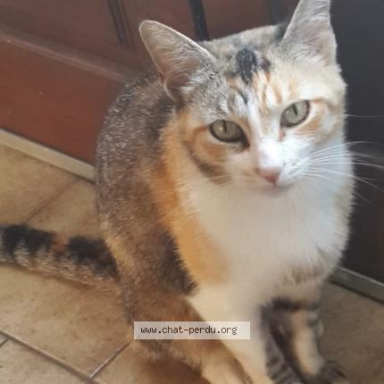 Photo 1/1 Poussinette Chat perdu à Le thoureil