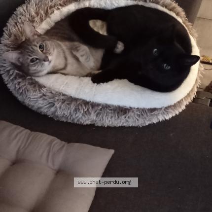 Photo 1/1 Chat retrouvé Perdu à 87200 St Junien