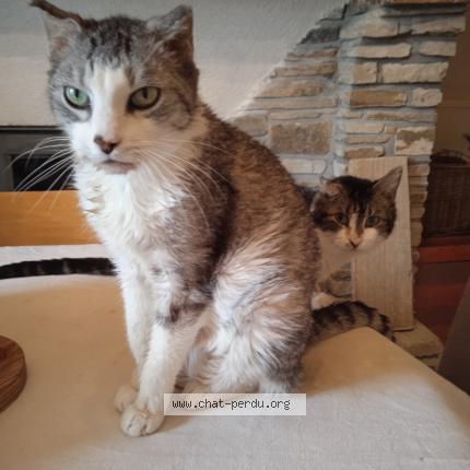 Photo de chat perdu à Saint Michel Chef Chef