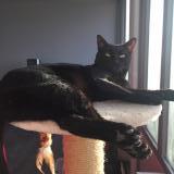 Photo de chat perdu à Marly Le Roi