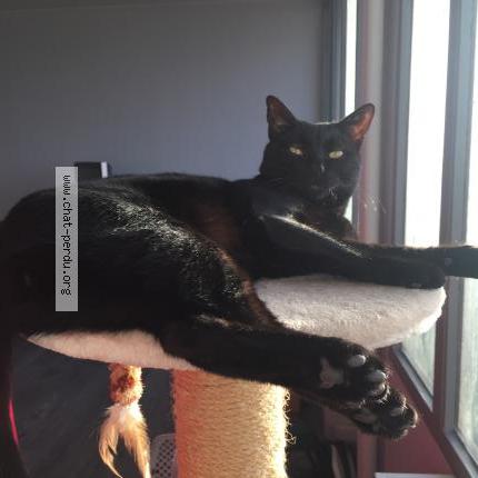 Photo 1/1 Chat retrouvé Perdu à Marly le roi