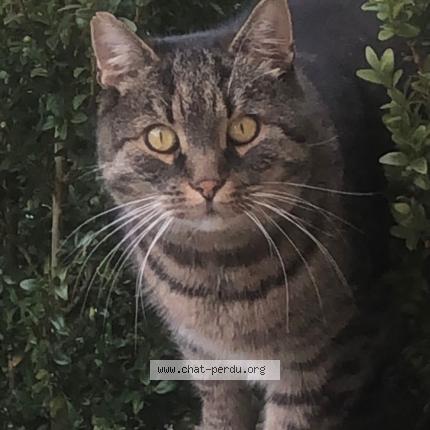 Photo de chat perdu à Les Fins