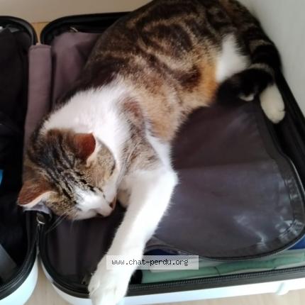 Photo 1/1 Écho Chat perdu à Saint malo