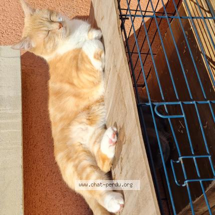 Photo de chat perdu à Aviron P