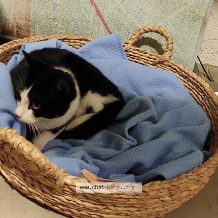 Photo de chat trouvé à Fitilieu