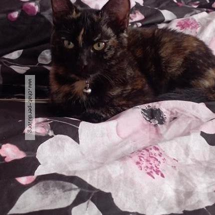 Photo de chat perdu à Vic La Gardiole
