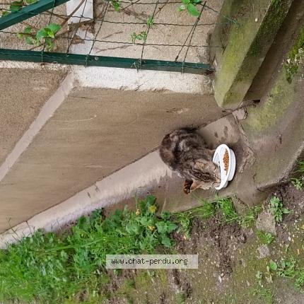 Photo de chat trouvé à Limoges
