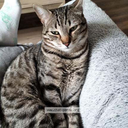 Photo 1/1 Chat retrouvé Perdu à Pau