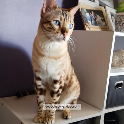 Photo de chat perdu à Plerin
