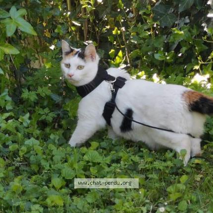 Photo de chat perdu à Verac