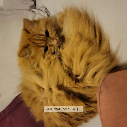 Photo de chat perdu à Saint Maur Des Fosses
