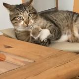 Photo de chat perdu à Tossiat