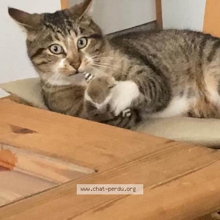 Photo 2/4 Chat retrouvé Perdu à Tossiat