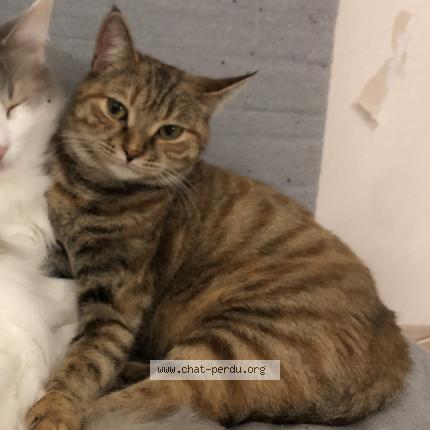 Photo 1/1 Chat retrouvé Perdu à Angers