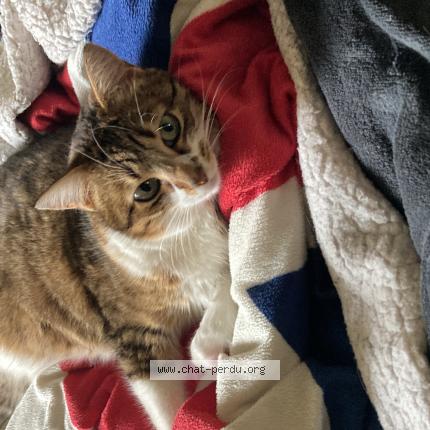 Photo de chat perdu à Bourgoin Jallieu