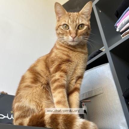 Photo de chat perdu à Bourgoin Jallieu