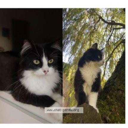 Photo 1/1 Chat retrouvé Perdu à Lesdain