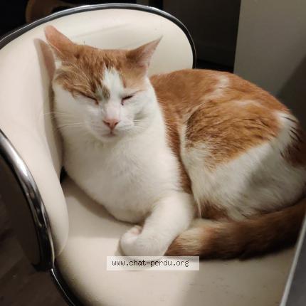 Photo de chat perdu à Grenoble