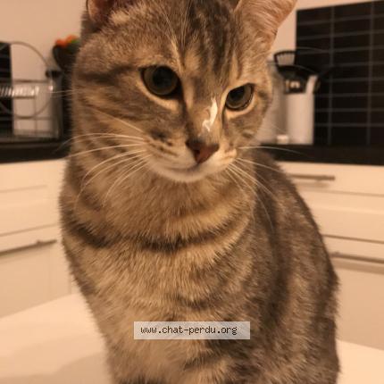 Photo de chat perdu à Carquefou