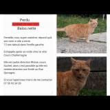 Photo de chat perdu à Lyon
