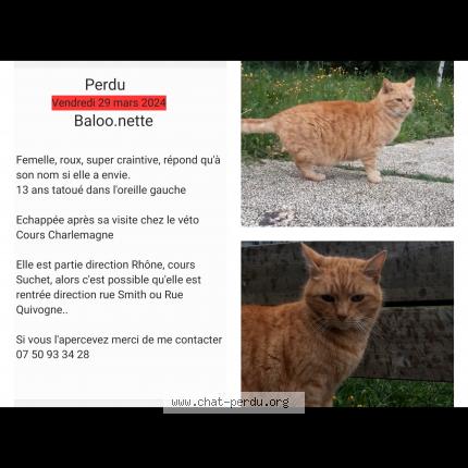 Photo 1/1 Chat retrouvé Perdu à Lyon