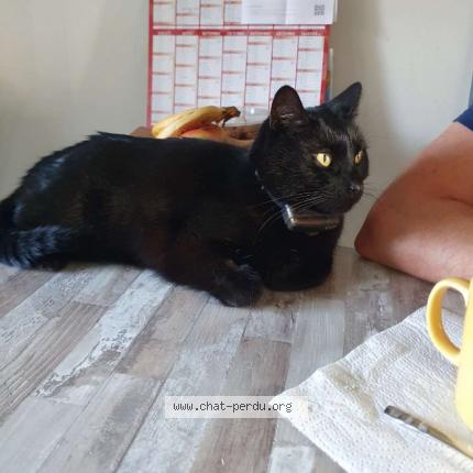 Photo de chat perdu à Perrecy Les Forges
