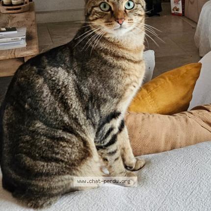 Photo 1/1 SIMBA Chat perdu à Pollionnay