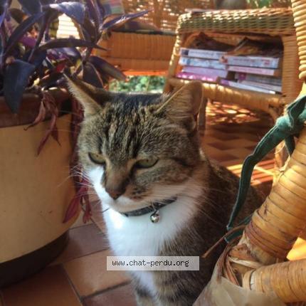 Photo de chat perdu à Pessac