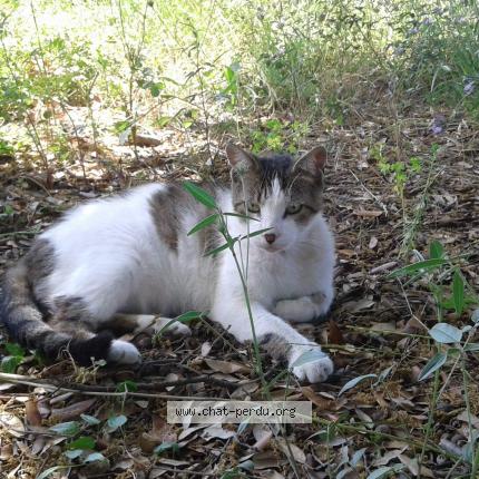 Photo 1/1 Chat retrouvé Perdu à Frontignan