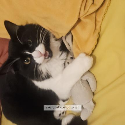 Photo 1/1 Chat retrouvé Perdu à Corne