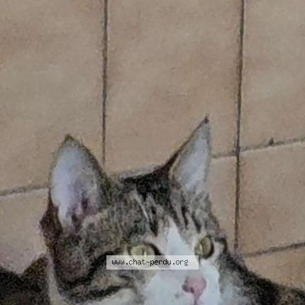 Photo 1/1 Chat retrouvé Perdu à Le touvet