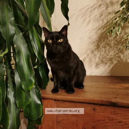 Photo de chat perdu à La Salle Et Chapelle Aubry