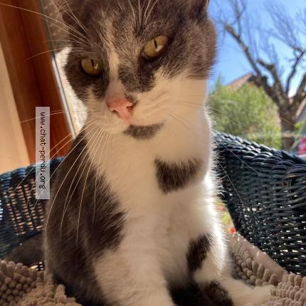 Photo 1/1 Love Chat perdu à Crolles