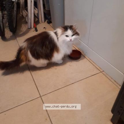 Photo de chat perdu à 59390 Lys Lez Lannoy